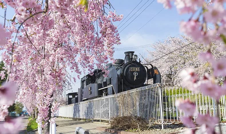 【日本東北】櫻花百選・會津若松城・豬苗代湖・大內宿・松島｜無購物、無自理餐