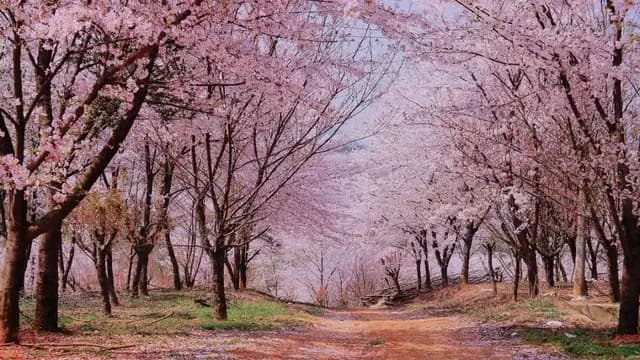 【貴州】春暖花開・油菜花田・櫻花海・探索神祕黔山水｜素食交流考察團、無購物